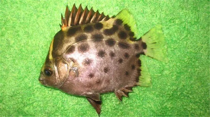 金鼓魚一年能養多大【金鼓魚一年養殖期內的生長潛力可做如下評估金鼓魚】 金鼓魚一年能養多大【金鼓魚一年養殖期內的生長潛力可做如下評估金鼓魚】 龍魚百科 第11張