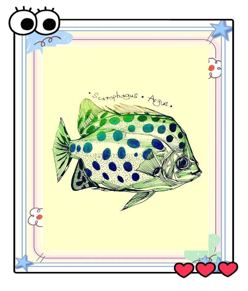 金鼓魚一年能養多大【金鼓魚一年養殖期內的生長潛力可做如下評估金鼓魚】 金鼓魚一年能養多大【金鼓魚一年養殖期內的生長潛力可做如下評估金鼓魚】 龍魚百科 第15張