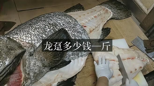 龍躉魚價格【廣東龍躉魚價格表】