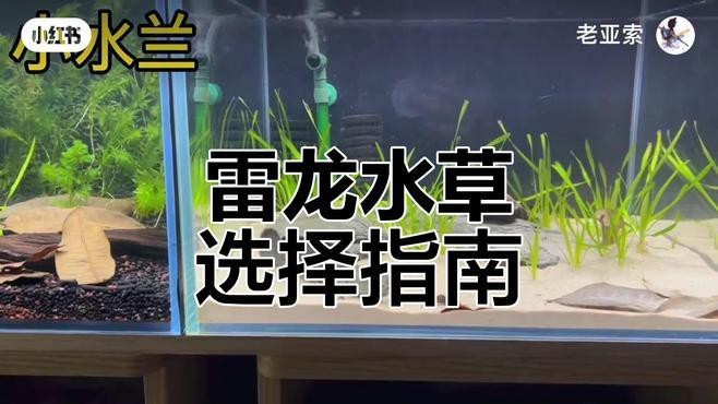 龍魚缸里放什么水草好？【草缸養龍，如何選擇合適的水草】