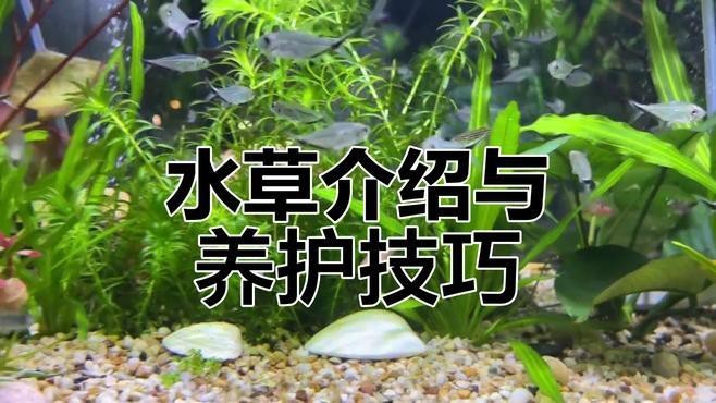 龍魚缸里放什么水草好？【草缸養(yǎng)龍，如何選擇合適的水草】