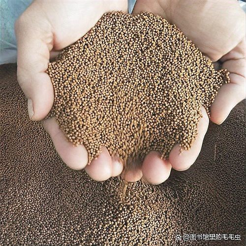 檸檬鯽的正確喂養方法【《檸檬鯽的正確喂養方法》】