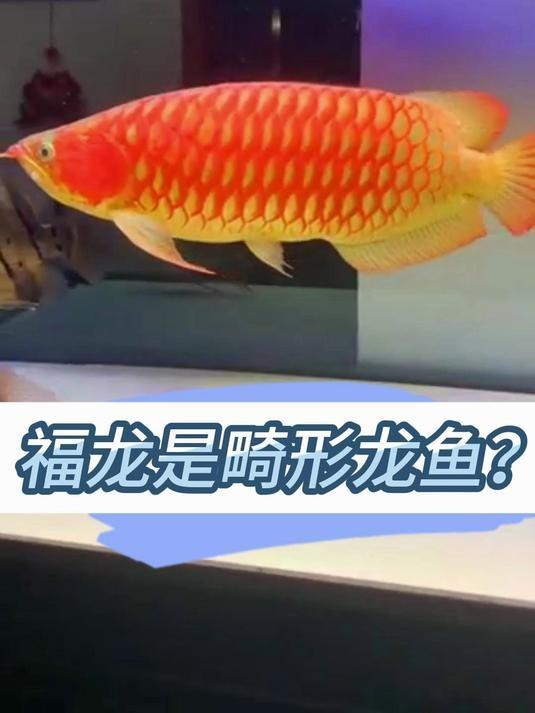 福龍魚圖片及價格【武漢“紅龍魚”開價268萬每月喂養成本上千元】