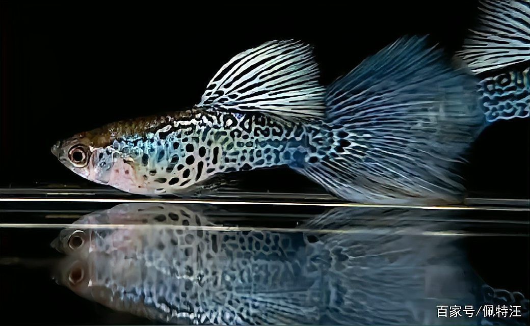孔雀魚最愛吃的10種食物【孔雀魚最愛吃什么食物】