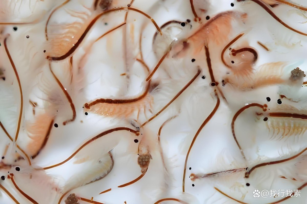 孔雀魚最愛吃的10種食物【孔雀魚最愛吃什么食物】