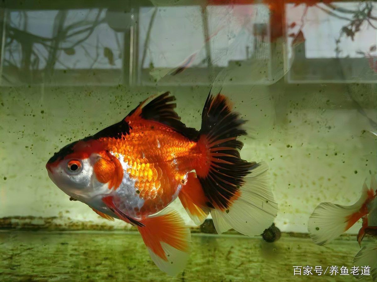 紅箭魚(yú)放鹽大忌【《紅箭魚(yú)放鹽大忌》】