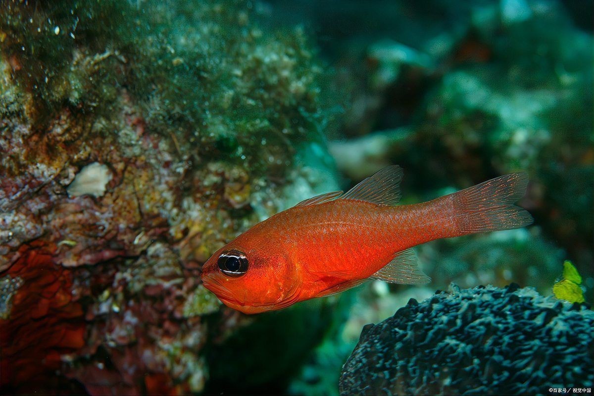紅箭魚(yú)放鹽大忌【《紅箭魚(yú)放鹽大忌》】