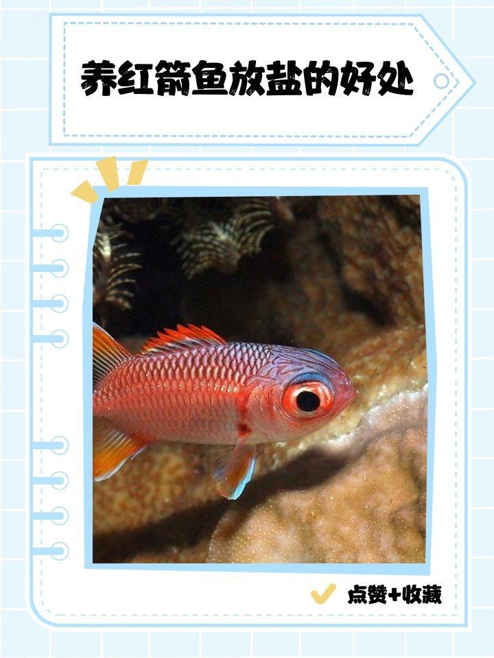 紅箭魚放鹽大忌【《紅箭魚放鹽大忌》】