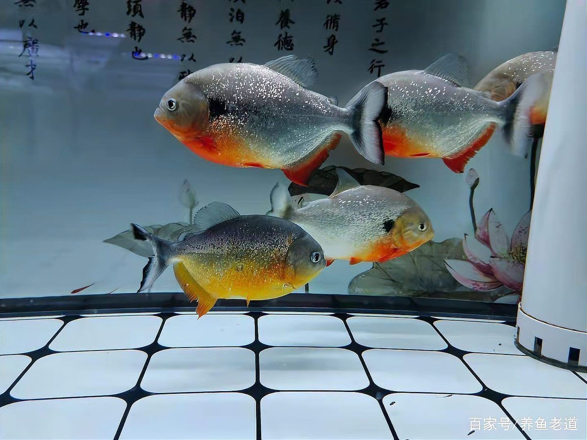 觀賞魚飼養技巧分享【養殖觀賞魚時，掌握好這10大要點，就沒有養不好的魚！】