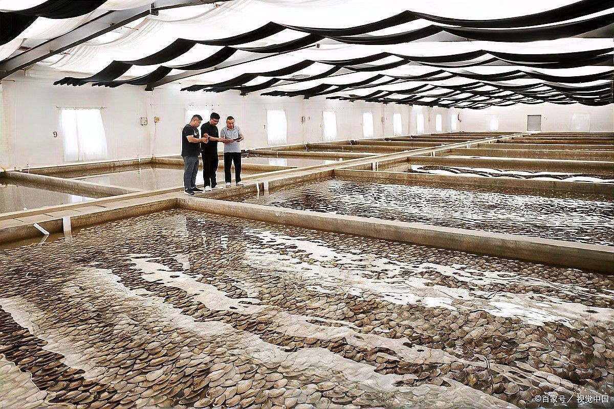 觀賞魚飼養(yǎng)技巧分享【養(yǎng)殖觀賞魚時，掌握好這10大要點，就沒有養(yǎng)不好的魚！】