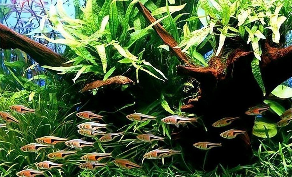 觀賞魚飼養(yǎng)技巧分享【養(yǎng)殖觀賞魚時，掌握好這10大要點，就沒有養(yǎng)不好的魚！】