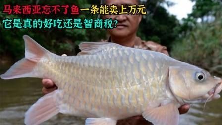 馬來西亞忘不了魚為什么那么貴【一斤能賣1500元的“忘不了魚”,究竟貴在哪里】