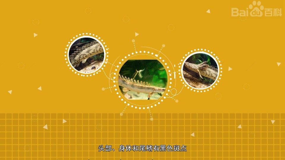 虎紋恐龍王魚視頻【《虎紋恐龍王魚視頻：探秘神秘水族》】
