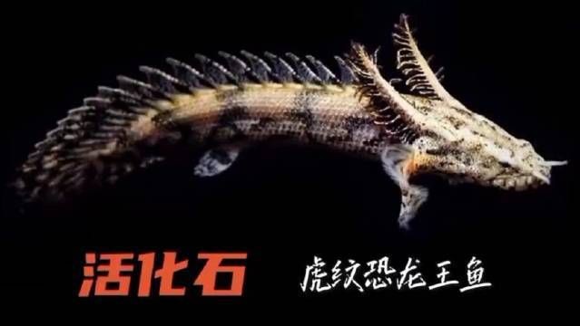 虎紋恐龍王魚視頻【《虎紋恐龍王魚視頻：探秘神秘水族》】