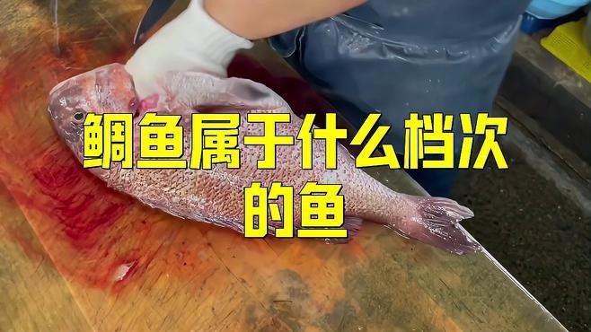 鯛魚屬于什么檔次的魚【“鯛魚”號稱是日本魚王，比三文魚還強，到底好在哪里食來運轉吧】