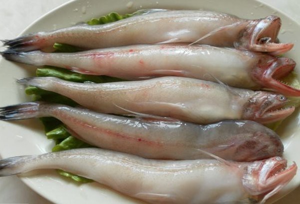 龍頭魚有毒嗎【龍頭魚為什么不能吃王春華為什么不能吃龍頭魚】