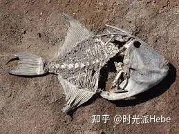 龍頭魚有毒嗎【龍頭魚為什么不能吃王春華為什么不能吃龍頭魚】