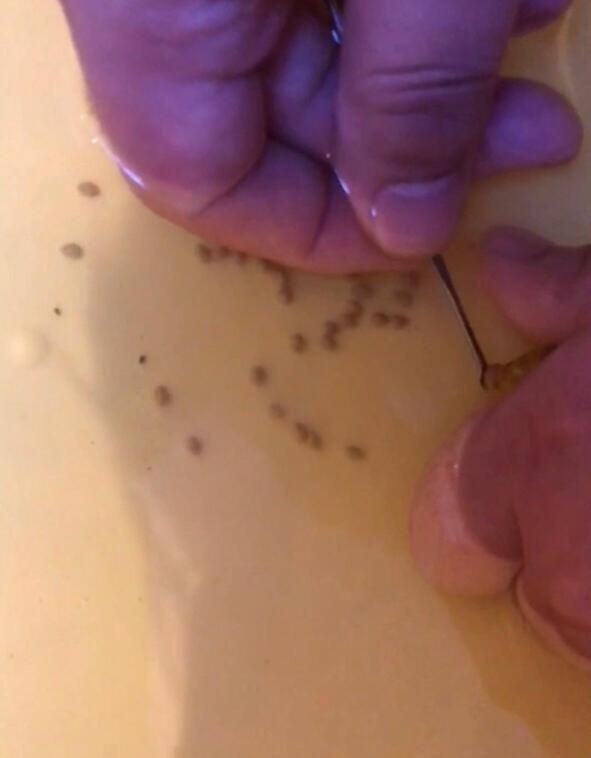 藍面財神慈鯛魚怎么繁殖【藍面財神慈鯛魚如何繁殖小魚新奇想法萌寵匯】