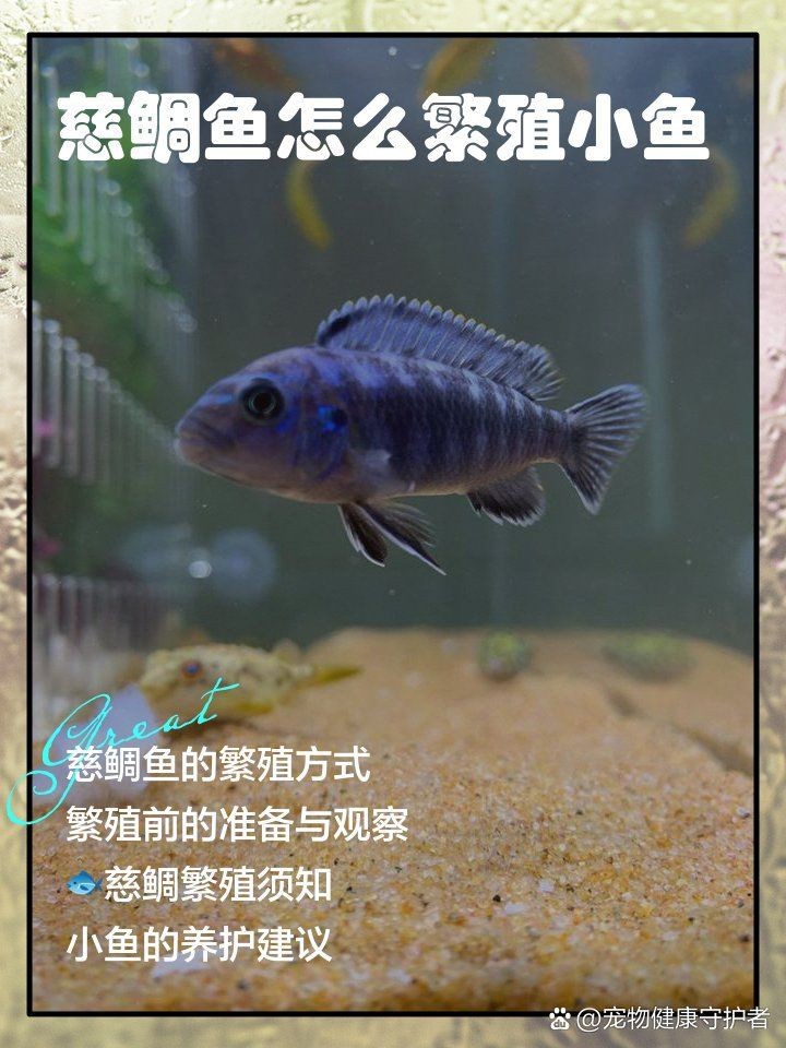 藍面財神慈鯛魚怎么繁殖【藍面財神慈鯛魚如何繁殖小魚新奇想法萌寵匯】