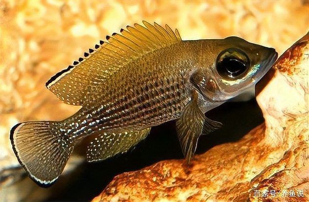 藍面財神慈鯛魚怎么繁殖【藍面財神慈鯛魚如何繁殖小魚新奇想法萌寵匯】
