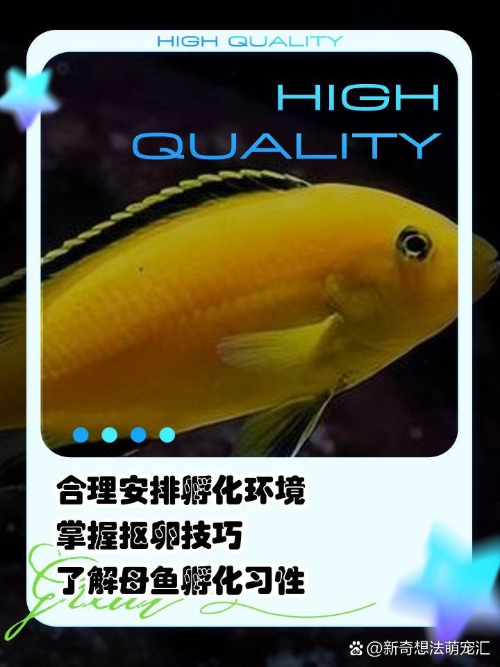 藍面財神慈鯛魚怎么繁殖【藍面財神慈鯛魚如何繁殖小魚新奇想法萌寵匯】