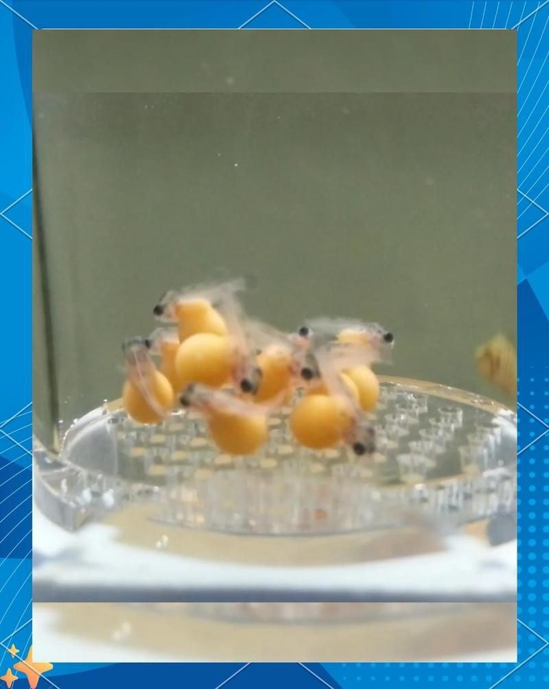 藍面財神慈鯛魚怎么繁殖【藍面財神慈鯛魚如何繁殖小魚新奇想法萌寵匯】