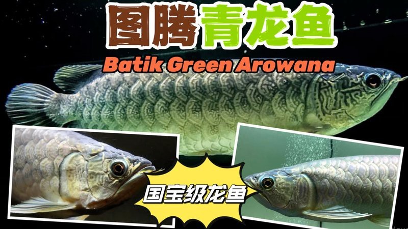 青龍魚多少錢一條【緬甸國寶級batik品種青龍魚價格波動規律】