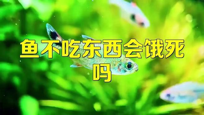 金龍魚多久不吃食會(huì)餓死？【龍魚不吃食會(huì)餓死嗎如何判斷是否患病魚不吃東西會(huì)餓死】