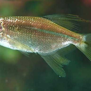 紅尾平克混養視頻【《紅尾平克混養視頻：觀賞魚混養的奇妙世界》**】