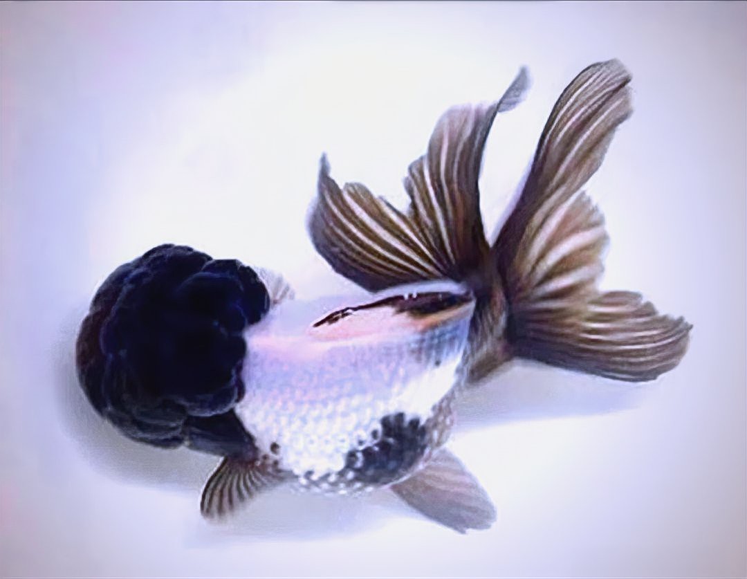 龍魚風水與心理學的關聯【養龍魚有哪些忌諱你真的了解嗎】