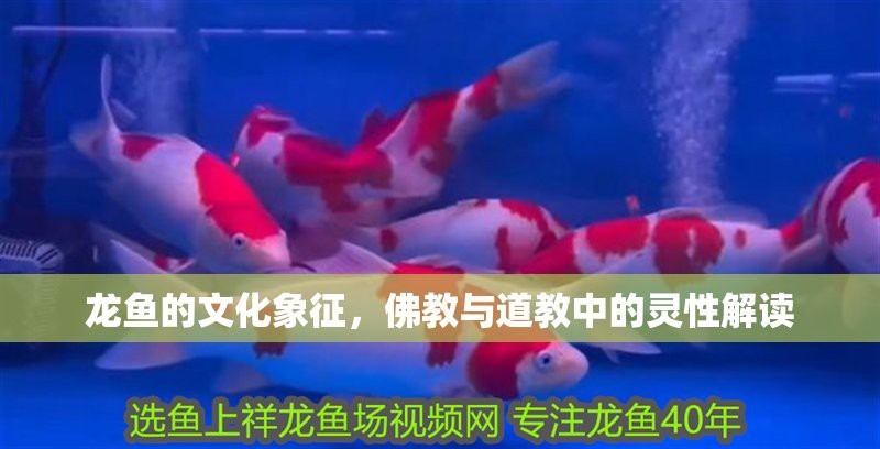 龍魚風水與心理學的關聯【養龍魚有哪些忌諱你真的了解嗎】