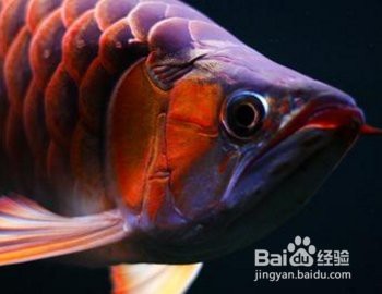 火龍魚的最佳飼養溫度是多少？【火龍魚的最佳飼養溫度】