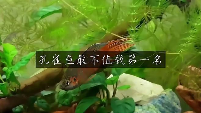 孔雀魚最不值錢的品種【「收藏」15個孔雀魚品種圖鑒】