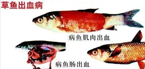 龍魚腹水病會傳染嗎？【龍魚腹水病會傳染嗎】