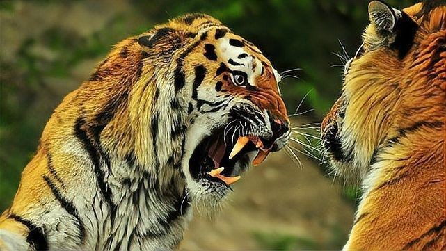 軍人有刀能打贏老虎嗎【軍人持刀對抗大型貓科動物，能否勝出？】