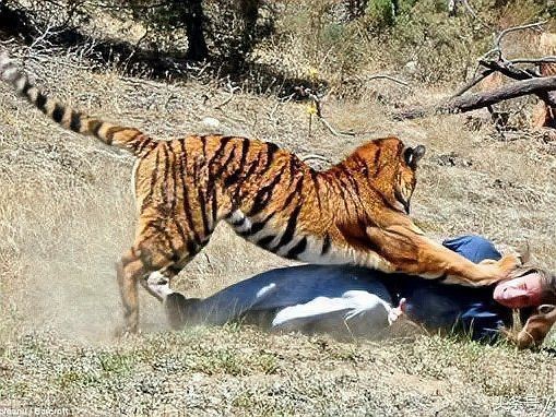 軍人有刀能打贏老虎嗎【軍人持刀對抗大型貓科動物，能否勝出？】