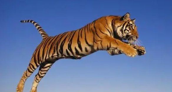 軍人有刀能打贏老虎嗎【軍人持刀對抗大型貓科動物，能否勝出？】