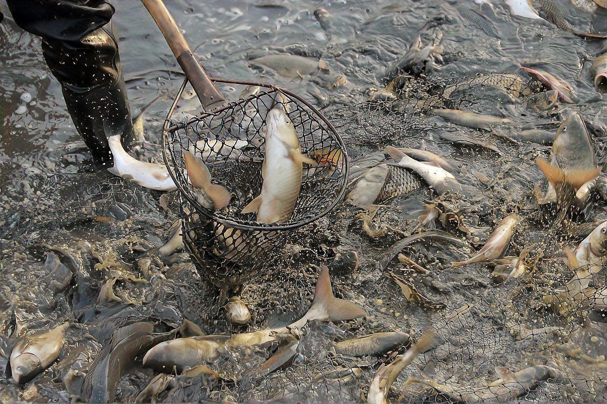 谷魚為何盡量少吃【武昌魚盡量少吃10大健康隱患專家緊急預警】