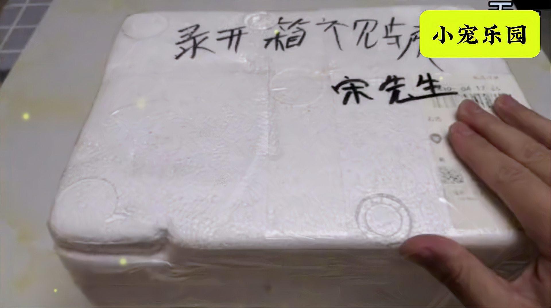 淡水尖嘴魚叫什么名字【天一有surprise嘴上帶尖的魚是什么魚】