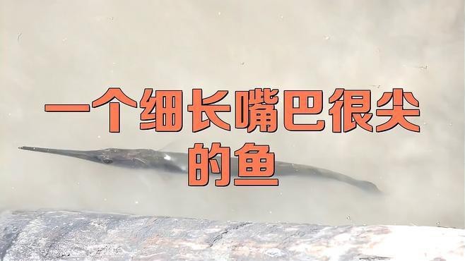 淡水尖嘴魚叫什么名字【天一有surprise嘴上帶尖的魚是什么魚】