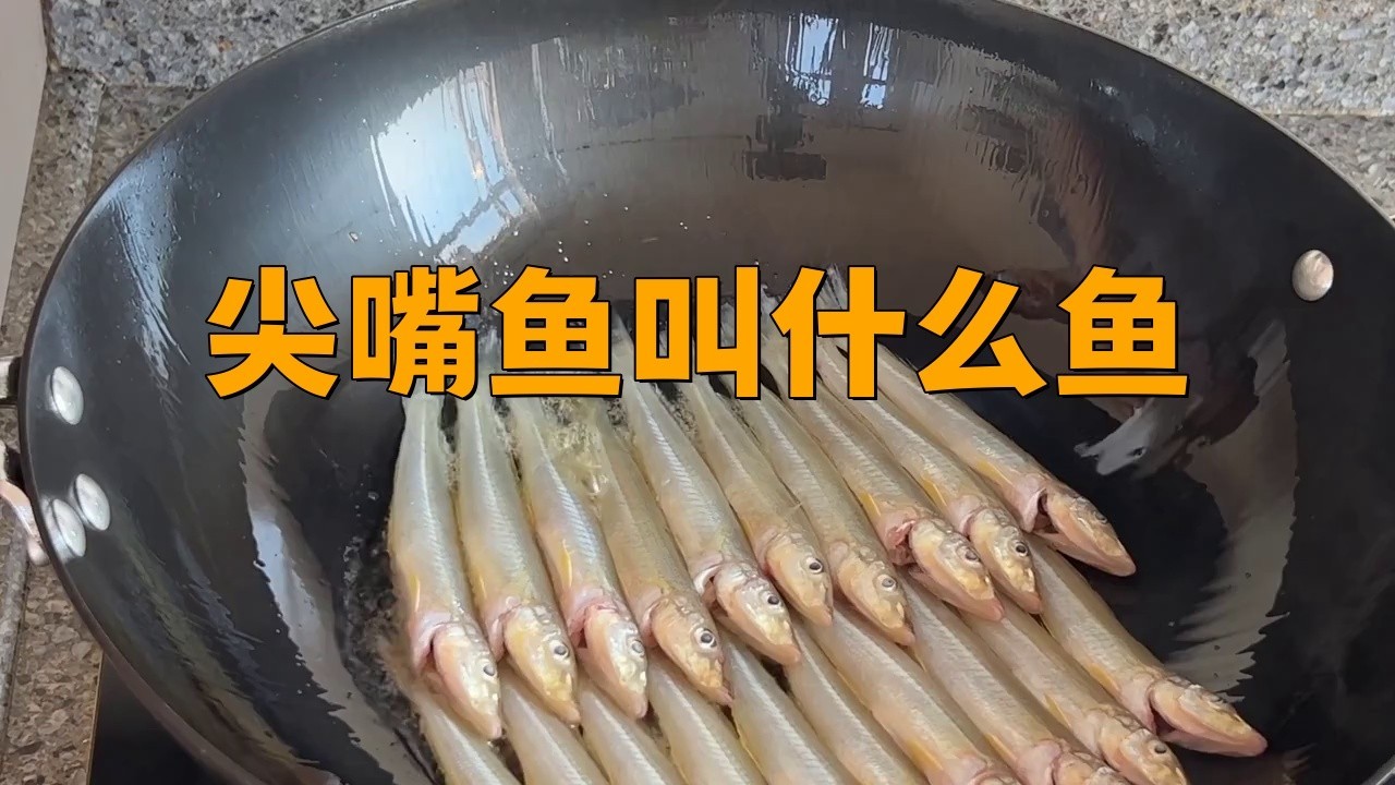 淡水尖嘴魚叫什么名字【天一有surprise嘴上帶尖的魚是什么魚】