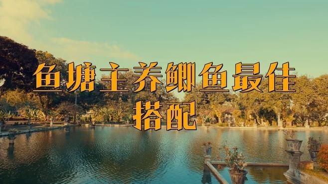 鯽魚和什么魚混養最好【鯽魚和什么魚混養最好養殖】