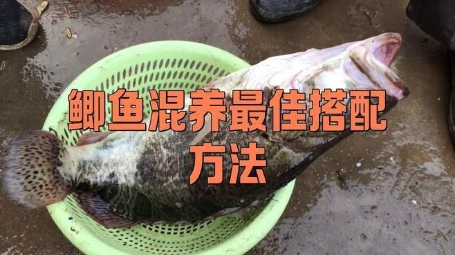 鯽魚和什么魚混養最好【鯽魚和什么魚混養最好養殖】