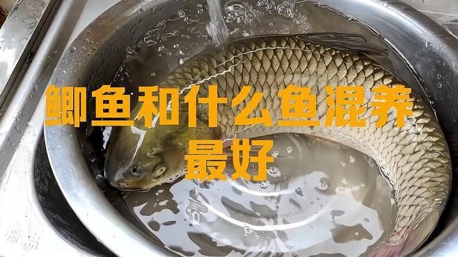 鯽魚和什么魚混養最好【鯽魚和什么魚混養最好養殖】
