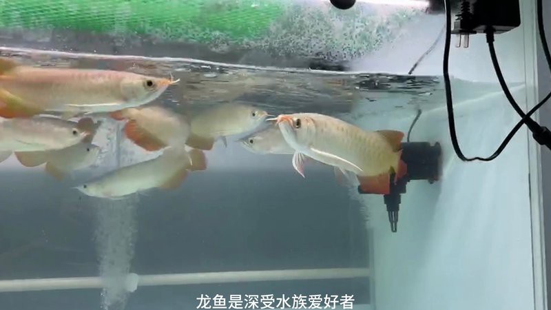 龍魚鰓蓋損傷后如何護理？【龍魚鰓蓋損傷后的護理】