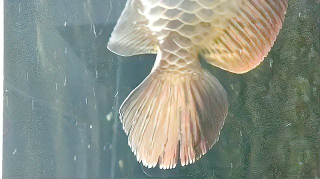 如何預防金龍魚爛尾的發生？【金龍魚爛尾病怎么辦】