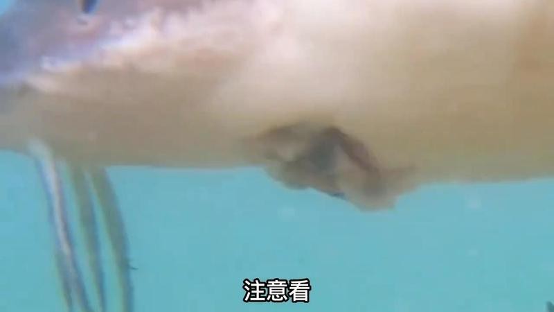 鱘龍魚在魚缸里好養嗎【鱘龍魚在魚缸中的飼養技術要點】