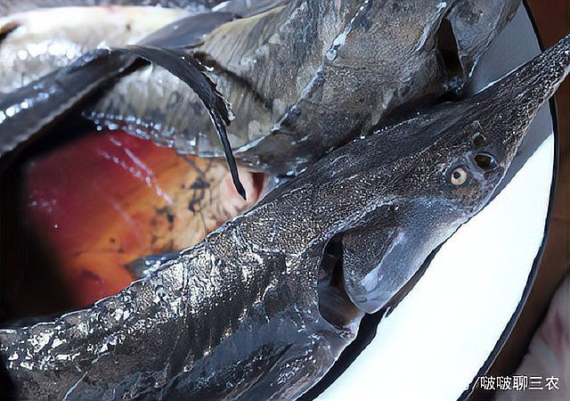 鱘龍魚在魚缸里好養嗎【鱘龍魚在魚缸中的飼養技術要點】