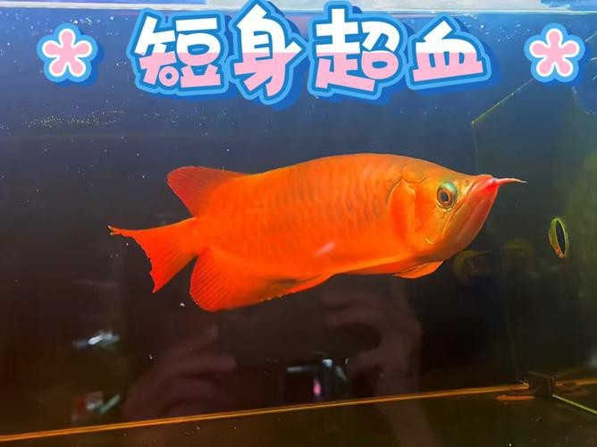 短身紅龍圖片【《短身紅龍圖片：領(lǐng)略獨特風(fēng)采》】