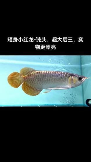 短身紅龍圖片【《短身紅龍圖片：領(lǐng)略獨特風(fēng)采》】